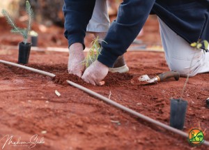 Tree planting day 2019 - trees being planted